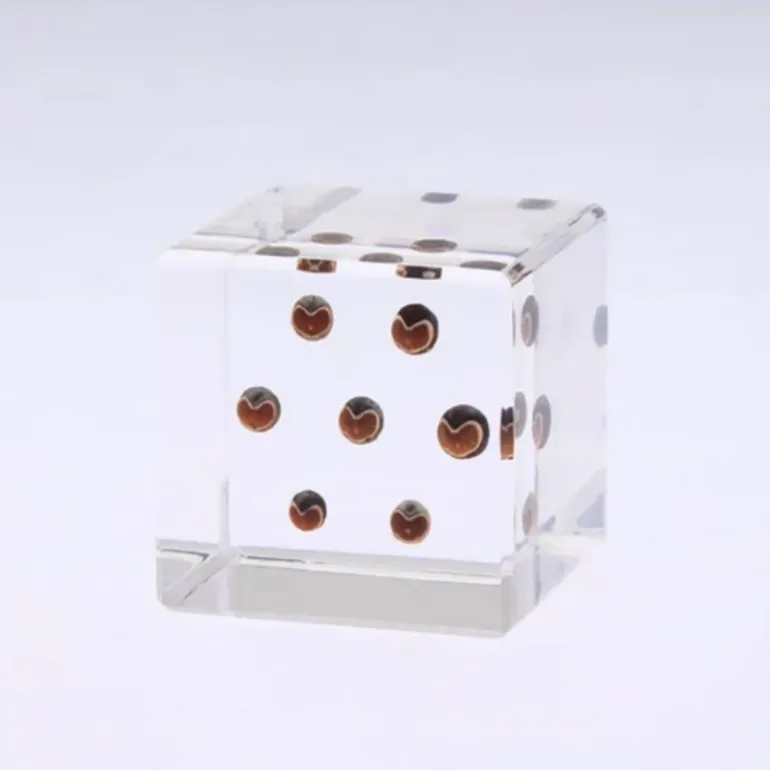 Sola Cube Balloon Plant